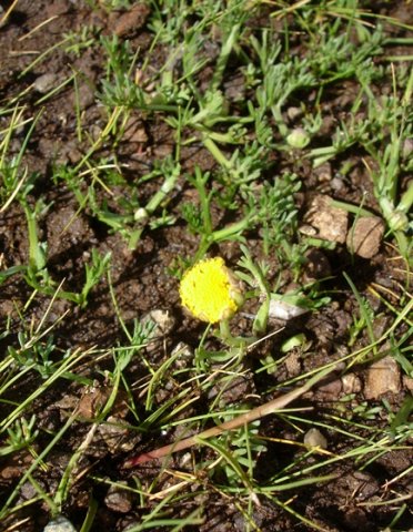 Cotula leptalea leaves